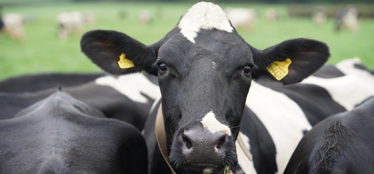 Milksure