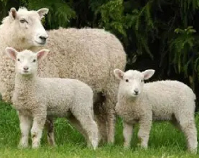 Lambing Course